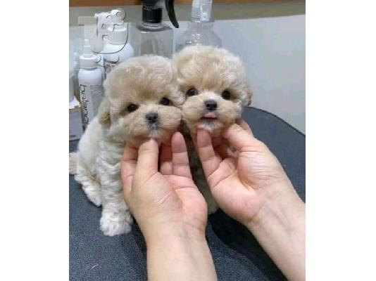 PoulaTo: Kc κουτάβια καταχωρημένα maltipoo